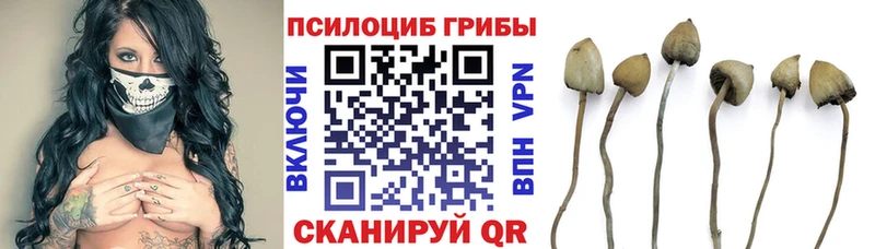 Купить закладки  Судогда  Галлюциногенные грибы Cubensis 